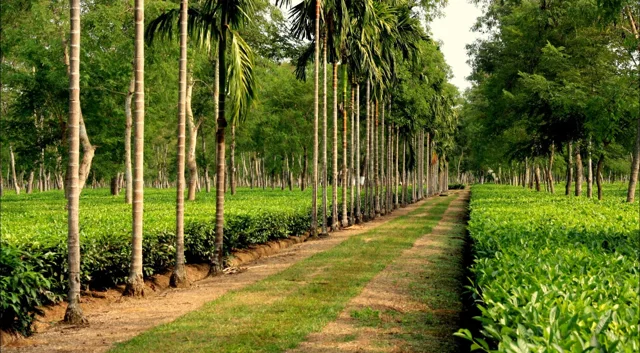 Tea gardens and palm-lined paths in Dibrugarh