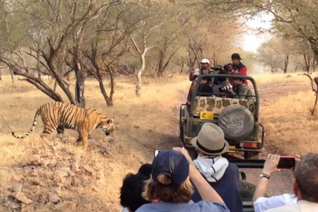 Tiger beside safari vehicles in Ranthambore National Park