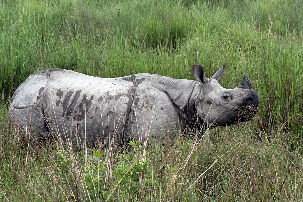 One-horned rhinoceros in Kaziranga National Park